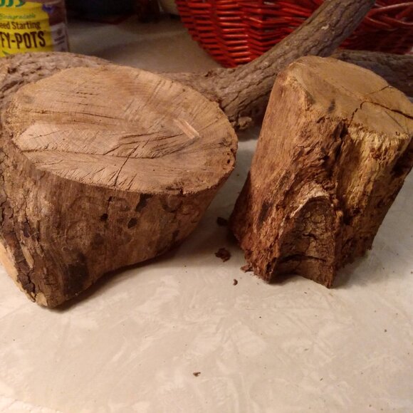 Two Small Real Wood Tree Stumps Fairy Garden Gnome Village Rustic Accent - Picture 10 of 11